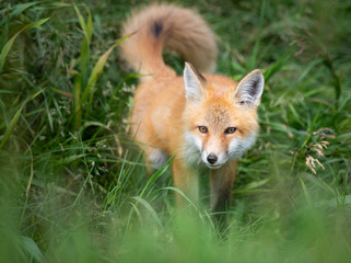 Red fox kit in the wild