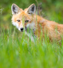 Fototapeta premium Red fox kit in the wild