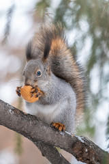 The squirrel with nut sits on a fir branches in the winter or autumn.