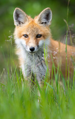 Red fox kit in the wild