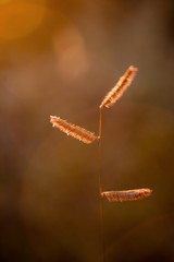 small plant at sunset