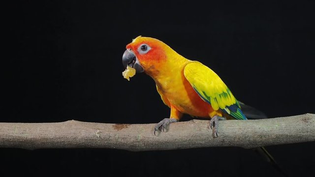 Vdo. Sun Conure or sun parakeet (Aratinga solstitialis) parrot bird eating fruit on branch with black background.