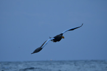 black kite in flight
