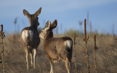 Mule Deer climbing a hill