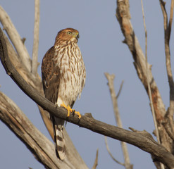Cooper’s Hawk watching for prey