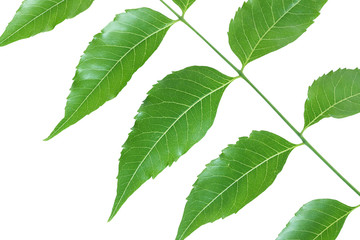 Twig with green leaves isolated on white background