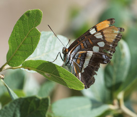 Arizona Sister Butterfly on a leaf
