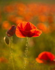 Fototapeta premium Poppy