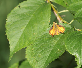 Taxiles Skipper Butterfly on a leaf