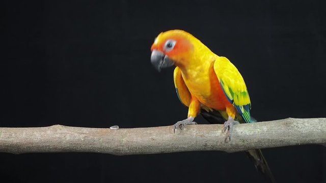 Vdo. Sun Conure or sun parakeet (Aratinga solstitialis) parrot bird eating sunflower seed on branch with black background.