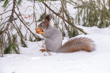 The squirrel sits on white snow with nut in winter.