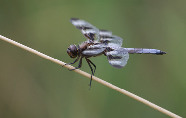 dragonfly on a branch