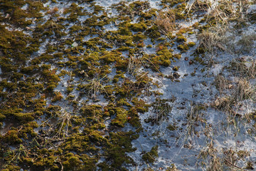 Texture of old yellow last year grass under snow