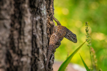 Vigilante del bosque