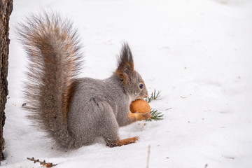 The squirrel sits on white snow with nut in winter.