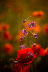 Fototapeta premium Summer flowers