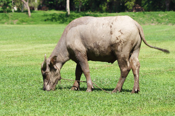 The buffalo that the farmer raised