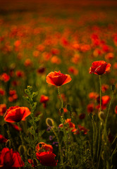 Fototapeta premium Poppy