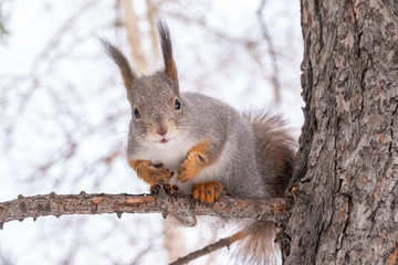 The squirrel sits on a branches in the winter or autumn