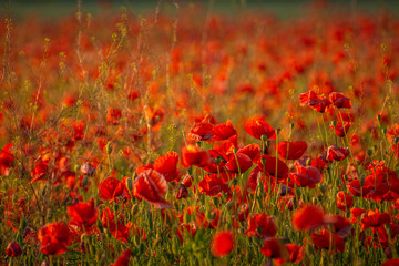 Poppy