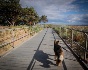 German Shepherd dog walking in Sand Dunes Natural Reserve in Hel, Poland
