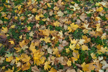 Autumn leaves texture background