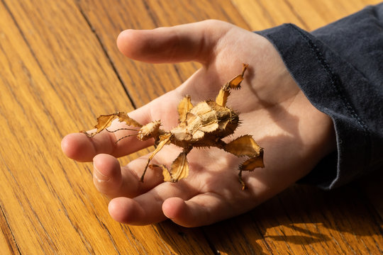 A Caucasian boy holding an australian spiny leaf stick insect