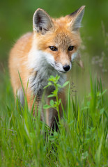 Red fox kit