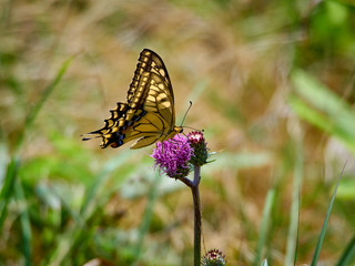 アザミにとまる、高ボッチ高原にいたアゲハチョウ 長野県塩尻市