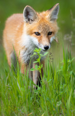 Red fox kit