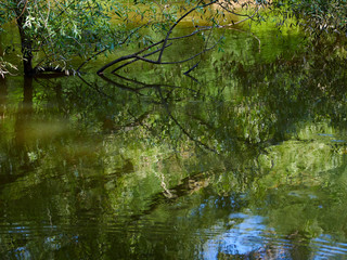 池に沈む木と、その木が湖面に映り込む風景