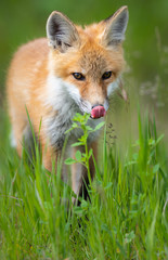 Red fox kit