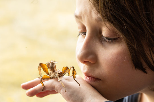 A Caucasian boy holding an australian spiny leaf stick insect