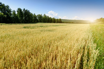 Soft blur background of oat field in summer