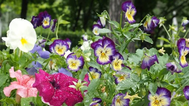 Colorful viola flowers grow in a flower bed in the city Park.