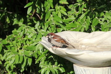 Bird In The Birdbath, Edmonton, Alberta