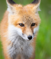 Red fox kit