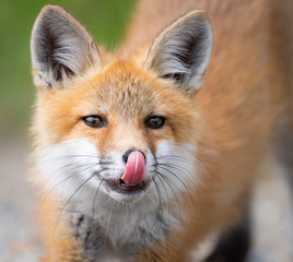 Red fox kit