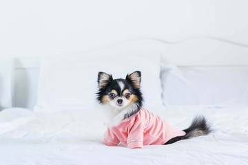 Cute black Chihuahua puppy in pink  shirt sitting on a white bed in the room,copy space,soft and selective focus