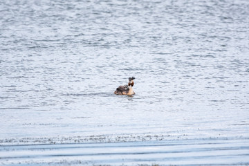 The water bird Great crested Grebe, Podiceps cristatus, swimming in the lake, and its cute babies riding on its back