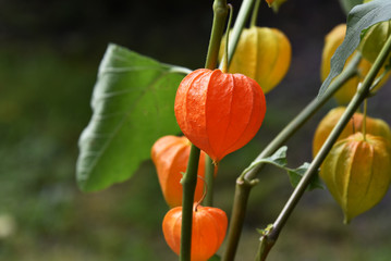 A decorative physalis bush with orange duds blooms in the garden. Close up.