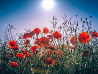 Poppy