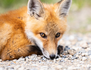 Red fox kit
