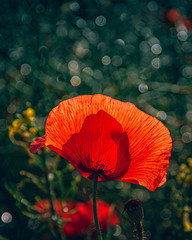 Poppy