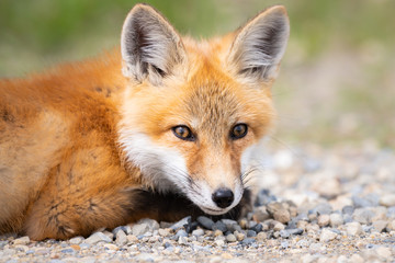 Fototapeta na wymiar Red fox kit