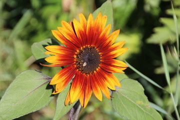 Multi Coloured Daisy, Edmonton, Alberta