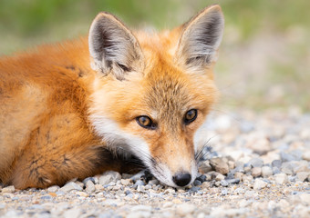 Red fox kit