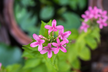 Naklejka premium Pink flowers blooming in the garden.