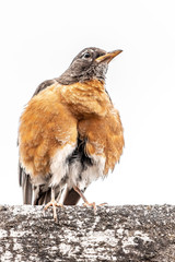 Atento a lo que viene