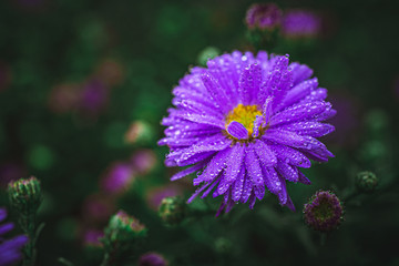 Obraz premium Summer flowers